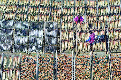 象山茅洋鄉村民們忙著晾曬魚鲞 供應節日市場需求